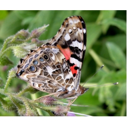 Painted Lady cardui 10 larvae